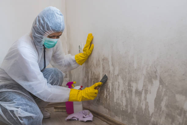 Best Industrial Mold Remediation in St John, KS