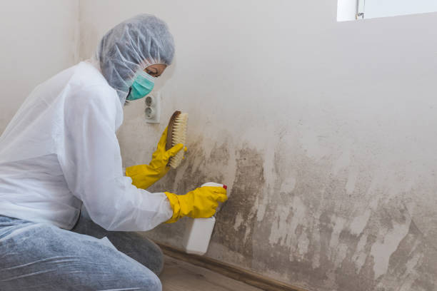 Best Preventive Mold Services in St John, KS