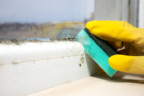 Trusted St John, KS Mold Remediation Experts