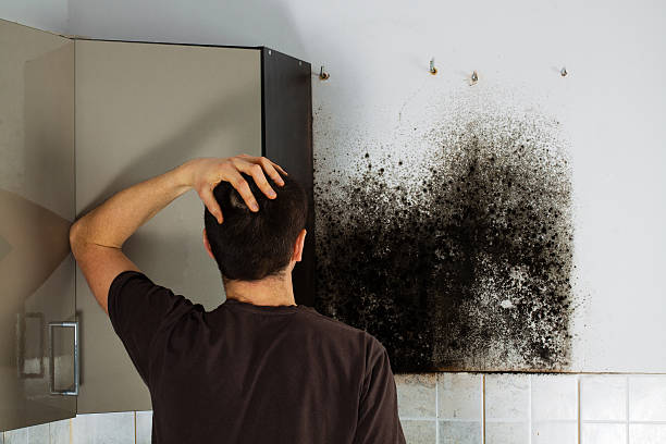 Best Commercial Mold Remediation in St John, KS