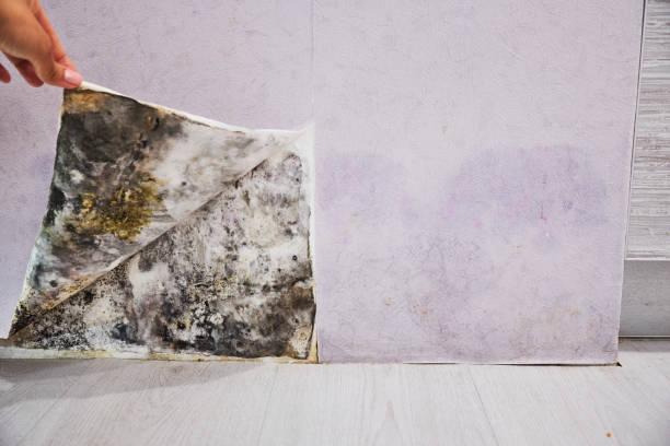 Best Black Mold Remediation in St John, KS